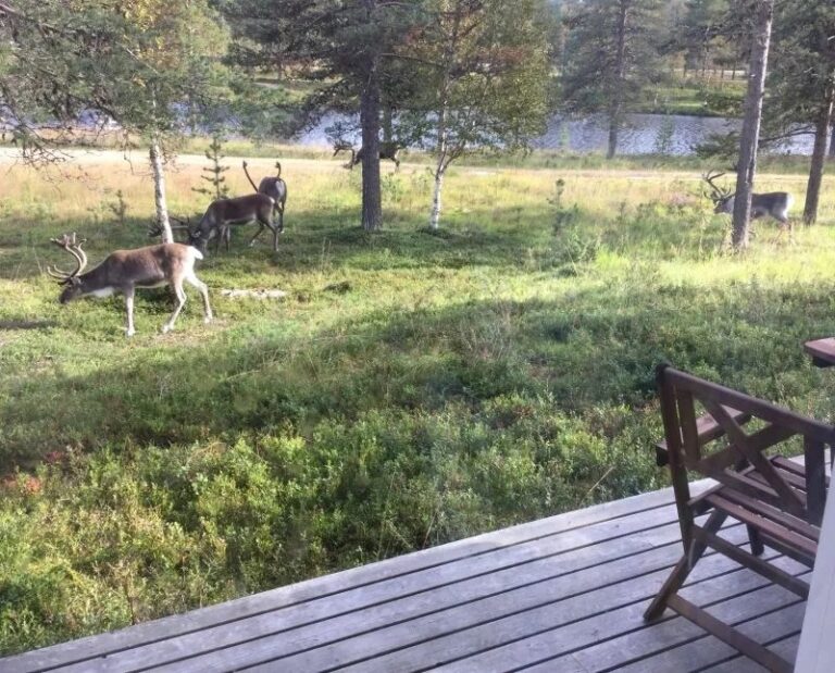 Porot Lapinhelmen terassin edessä