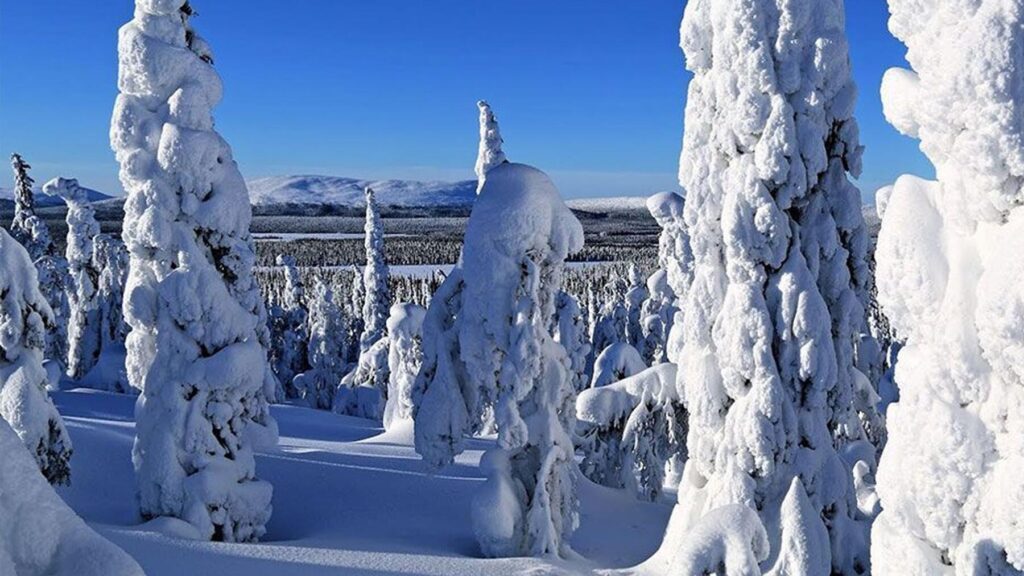 Tykkylumiset puut Saariselällä